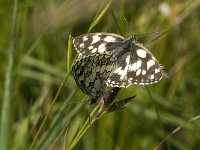 Melanargia galathea 6, Dambordje, Saxifraga-Jan van der Straaten