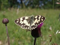 Melanargia galathea 63, Dambordje, Saxifraga-Jan Willem Jongepier