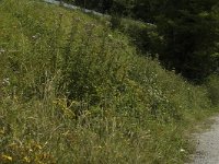 Melanargia galathea 64, Dambordje, habitat, F, Isere, Miribel-Lanchatre, Saxifraga-Marijke Verhagen