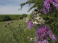 Melanargia galathea 65, Dambordje, Saxifraga-Rob Felix : Animalia, Arthropoda, Insecta, Lepidoptera, animal, arthropod, butterfly, dier, dieren, geleedpotige, geleedpotigen, insect, insecten, vlinder, vlinders