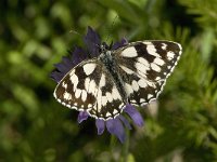 Melanargia galathea 66, Dambordje, Saxifraga-Willem van Kruijsbergen