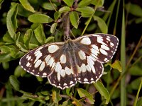 239_12A, Dambordje : Dambordje, Melanargia galathea, Marbled White