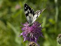 Melanargia galathea 68, Dambordje, Saxifraga-Willem van Kruijsbergen