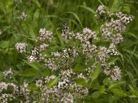 Melanargia galathea 69, Dambordje, Saxifraga-Jan van der Straaten