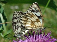 Melanargia galathea 7, Dambordje, Saxifraga-Marijke Verhagen