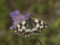 Melanargia galathea 70, Dambordje, Saxifraga-Jan van der Straaten