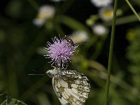 Melanargia galathea 80, Dambordje, Saxifraga-Willem van Kruijsbergen