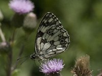 Melanargia galathea 81, Dambordje, Saxifraga-Willem van Kruijsbergen