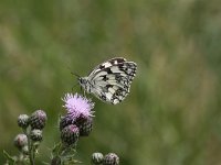 Melanargia galathea 82, Dambordje, Saxifraga-Peter Meininger