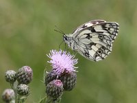 Melanargia galathea 83, Dambordje, Saxifraga-Peter Meininger