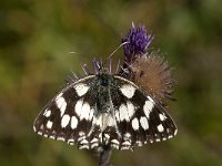 Melanargia galathea 84, Dambordje, Saxifraga-Marijke Verhagen