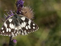 Melanargia galathea 86, Dambordje, Saxifraga-Marijke Verhagen