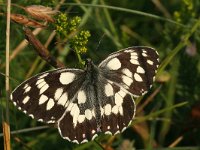 Melanargia galathea 88, Dambordje, Saxifraga-Kars Veling