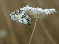 Melanargia galathea 89, Dambordje, sleeping, Saxifraga-Kars Veling