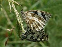 Melanargia galathea 9, Dambordje, Saxifraga-Marijke Verhagen