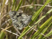 Melanargia galathea 93, Dambordje, Saxifraga-Willem van Kruijsbergen