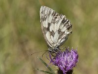 Melanargia galathea 95, Dambordje, Saxifraga-Willem van Kruijsbergen