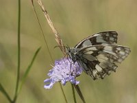 Melanargia galathea 97, Dambordje, Saxifraga-Willem van Kruijsbergen