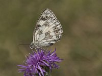 Melanargia galathea 98, Dambordje, Saxifraga-Willem van Kruijsbergen