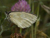 Melanargia galathea, f leucomelas 59, Dambordje, Saxifraga-Jan van der straaten