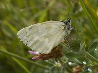 Melanargia galathea, f leucomelas 60, Dambordje, Saxifraga-Jan van der Straaten