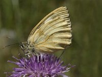 Melanargia galathea, forma galene 61, Dambordje, Saxifraga-Marijke Verhagen