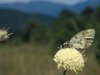 Melanargia lachesis 2, Spaans dambordje, Vlinderstichting-Kars Veling