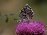 Melanargia larissa 2, Oostelijk dambordje, Vlinderstichting-Albert Vliegenthart