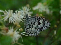 Melanargia larissa 3, Oostelijk dambordje, Vlinderstichting-Albert Vliegenthart