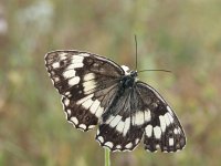 Melanargia larissa 5, Oostelijk dambordje, Vlinderstichting-Chris van Swaay  Melanargia larissa