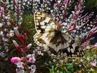 Melanargia larissa 6, Oostelijk dambordje, Saxifraga-Ed Stikvoort