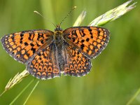 Melitaea arduinna 2, Centaurieparelmoervlinder, Saxifraga-Peter Gergely