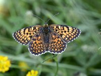 Melitaea arduinna 3, Centaurieparelmoervlinder, Saxifraga-Peter Gergely