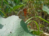 Melitaea arduinna 4, Centaurieparelmoervlinder, Saxifraga-Ed Stikvoort