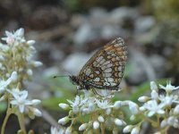 Melitaea athalia 10, Bosparelmoervlinder, Saxifraga-Marijke Verhagen