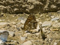 Melitaea athalia 12, Bosparelmoervlinder, Saxifraga-Jan van der Straaten