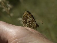 Melitaea athalia 15, Bosparelmoervlinder, Saxifraga-Jan van der Straaten