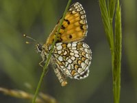 Melitaea athalia 17, Bosparelmoervlinder, Saxifraga-Marijke Verhagen