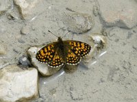 Melitaea athalia 20, Bosparelmoervlinder, Saxifraga-Marijke Verhagen