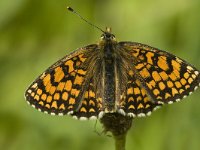 Melitaea athalia 22, Bosparelmoervlinder,  Saxifraga-Marijke Verhagen