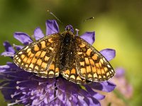 Melitaea athalia 24, Bosparelmoervlinder, Saxifraga-Jan van der Straaten