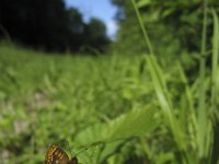 Melitaea athalia 27, Bosparelmoervlinder, Saxifraga-Rob Felix : Animalia, Arthropoda, Insecta, Lepidoptera, animal, arthropod, butterfly, dier, dieren, geleedpotige, geleedpotigen, insect, insecten, vlinder, vlinders