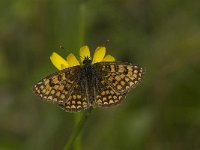 Melitaea athalia 28, Bosparelmoervlinder, Saxifraga-Jan van der Straaten