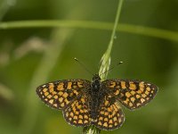 Melitaea athalia 33, Bosparelmoervlinder, Saxifraga-Jan van der Straaten