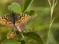 Melitaea athalia 34, Bosparelmoervlinder, Saxifraga-Jan van der Straaten