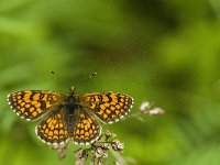 Melitaea athalia 35, Bosparelmoervlinder, Saxifraga-Jan van der Straaten