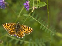 Melitaea athalia 37, Bosparelmoervlinder, female, Saxifraga-Jan van der Straaten