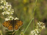 Melitaea athalia 39, Bosparelmoervlinder, Saxifraga-Jan van der Straaten