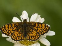 Melitaea athalia 40, Bosparelmoervlinder, Saxifraga-Jan van der Straaten