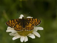 Melitaea athalia 44, Bosparelmoervlinder, Saxifraga-Jan van der Straaten